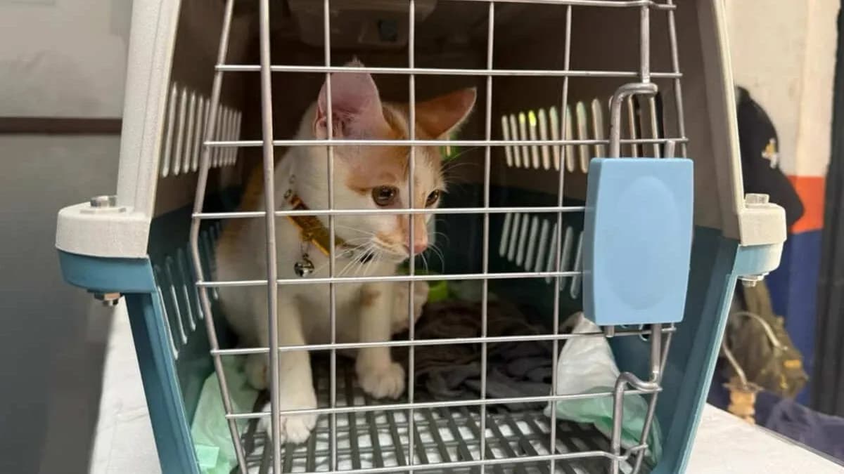 KAI Logistik Catat 13.435 Pengiriman Hewan Saat Ramadan – IdulFitri