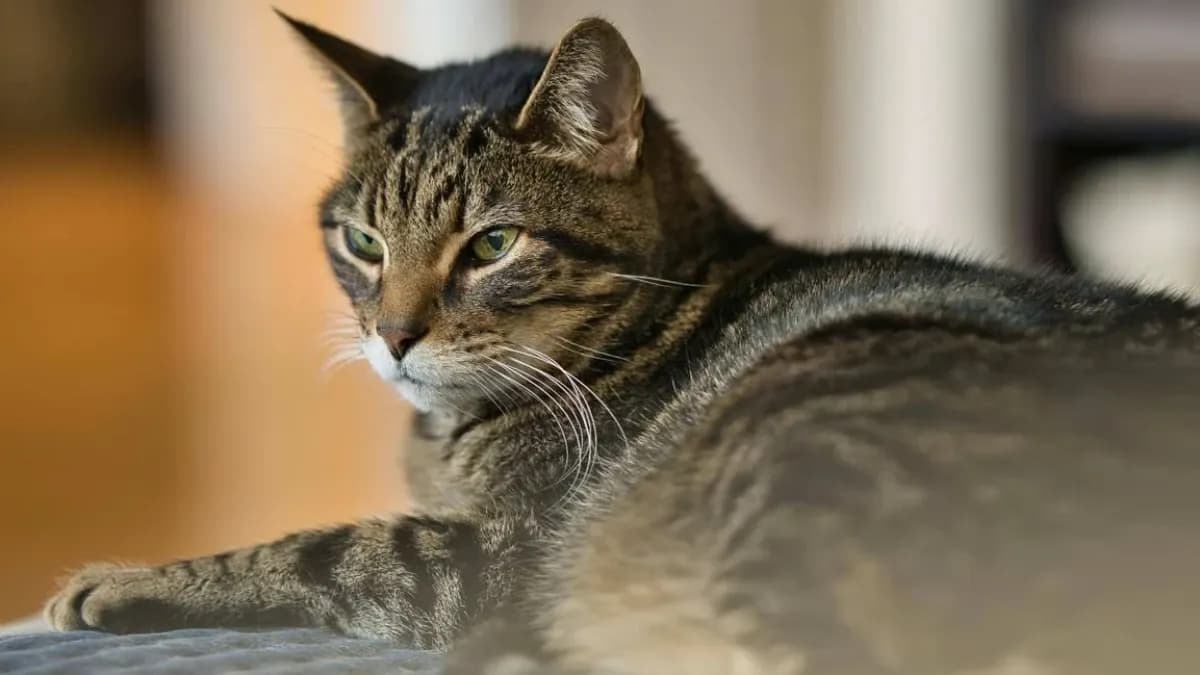 Mengenal Kucing Mujair, Kucing Lokal dengan Karakter Unik yang Banyak Disukai