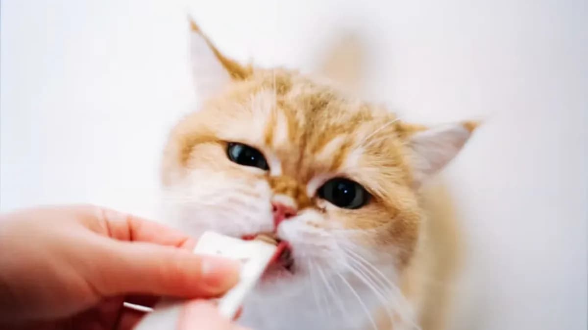 Vitamin Kucing untuk Menjaga Kesehatan Kulit dan Bulu